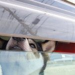 ピッザピッザピッザ - 