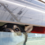 ピッザピッザピッザ - 