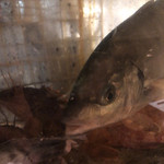 桜庵 - 生け簀のお魚(アップ)１♪