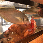 桜庵 - 生け簀のお魚(アップ)２♪