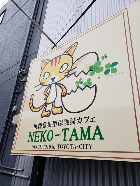 保護猫カフェ ネコタマ 保護猫カフェ Neko Tama 末野原 その他 食べログ 保護猫カフェ ネコタマ 保護猫カフェ Neko Tama 末野原 その他 食べログ