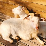 清澄の里 粟 - 粟のアイドル。ペーターくんとハナちゃん♡
                                ペーターくんはハナちゃんにベタ惚れです(笑)