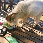 清澄の里 粟 - 野菜クズをムシャムシャ