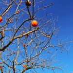 清澄の里 粟 - 真っ青な空にオレンジ色の柿が美しい…♡
