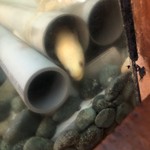 鰻はし本 - 池神様