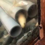 鰻はし本 - 池神様