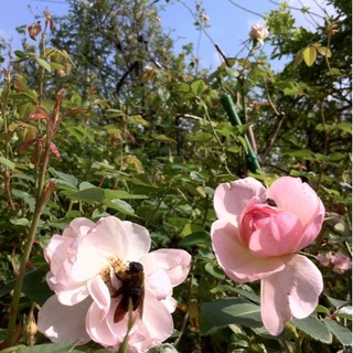 イングリッシュガーデン・ローズカフェ_2