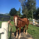 Leonard's Bakery - 乗ったよ