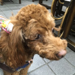 すき焼･鍋物 なべや - ひめちゃん！