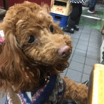 すき焼･鍋物 なべや - なべやのマスコット　ひめちゃん