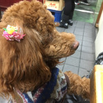 すき焼･鍋物 なべや - じーっと見てくるよ！