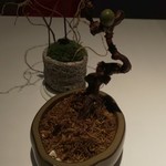 AZUR et MASA UEKI - オリーブ