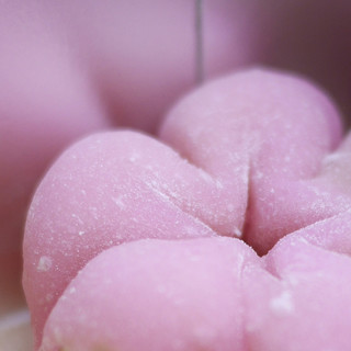 嘯月 - 料理写真:寒紅梅