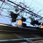 ヨハク - 葡萄の葉は……