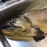 旬ものと日本酒 とみ笑 - 山口の大岩魚