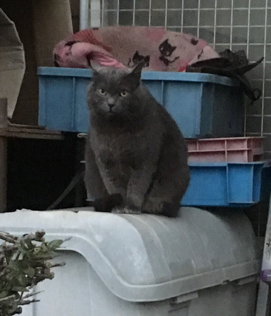 インディーズ コンビニエンスストア By Amhr 立山サンダーバード 横江 弁当 食べログ