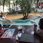 メヒコ つくばフラミンゴ館 - フラミンゴー