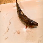 白金台こばやし - 