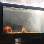 神戸牛 鉄板焼 リオ - 