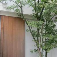 青草窠 - 