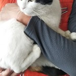 カフェ ラ ローサ - 