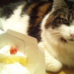 ろまん亭 - 「アタクシのショートケーキよ。」
