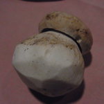 ゴッサム - 生セップ茸