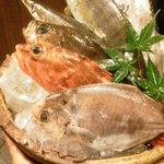 魚 しんのすけ - 201110　今日の顔見世　選択はがしらとサバ