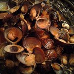 伊皿子 莢 - シジミ