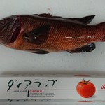 漁師寿司 海蓮丸 - 