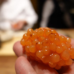 初音鮨 - （2018年12月）猪股スペシャル！