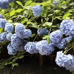 北鎌倉 紫−ゆかり− - 明月院紫陽花
