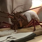 菊鮨 - 伊勢海老様まで登場！