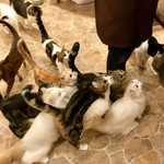 ティーハウス はっぱ - 『てまりのおしろ』さんで猫まみれの前後に♪