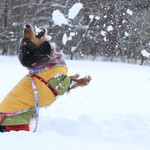 プチホテル・フットルース - 