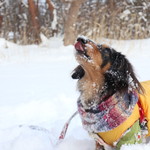 プチホテル・フットルース - 