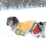 プチホテル・フットルース - 