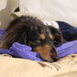 プチホテル・フットルース - 