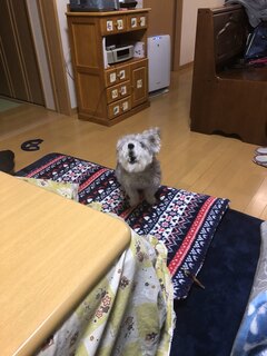 Yumekaidou - 吠えまくり、ムカつく実家のジュリ、猛犬注意です
                        ( ；∀；)かみます！ご近所さん気をつけて！自分の犬は、噛んだら一億保険、じゅりちゃん入ってなし。
                        ( ；∀；)噛まれても甥っ子見たい、可愛い！