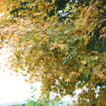 イル ギオットーネ - イル・ギオットーネ