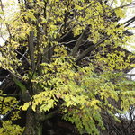 イル ギオットーネ - お隣にある八坂の塔をお店の出口から