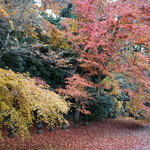 イル ギオットーネ - 京都の紅葉