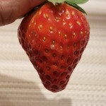 SUGALABO - 奈良 中井農園 いちご"古都華"　