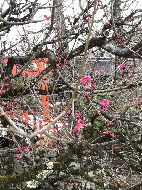 其他的照片 Kyoutoshimogamochirimensanshoukyoutsukudanisuguri 食べログ 繁體中文