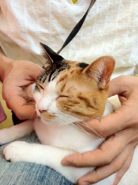 スカイツリーの見える小さな猫カフェ By Taru 浅草ねこ園 浅草 つくばｅｘｐ カフェ 食べログ