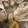 オストレア oysterbar&restaurant 新宿三丁目店