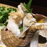 Wasabi - 素晴らしいツブ貝