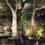 マノワール・ディノ - 樹齢二百年のクスの木