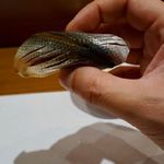 鮨 おさむ - 小肌