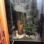 鳥料理 玉ひで - 玄関内から見た坪庭